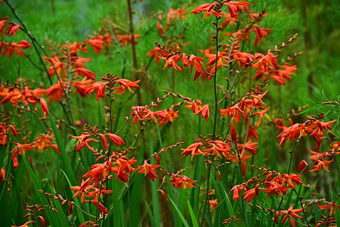 催涙雨 花 Tuzuri
