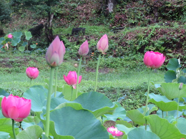 　二千年前の眠りから覚めた　大賀ハス　薬王寺_d0170615_18542698.jpg