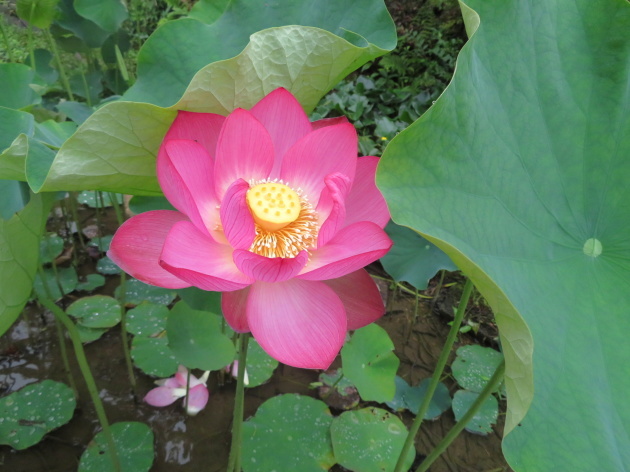 　二千年前の眠りから覚めた　大賀ハス　薬王寺_d0170615_19001631.jpg