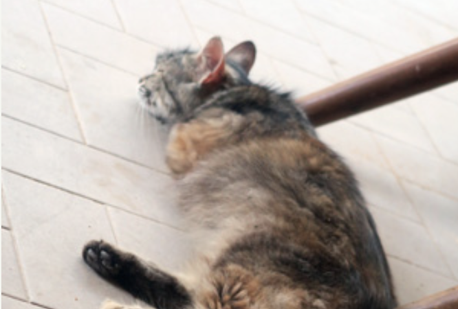 猛暑と猫と起こしてごめん_f0234936_01502153.png