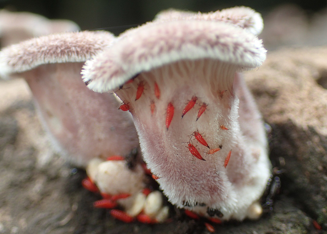 キノコに集まる昆虫たち キノコクダアザミウマ編 公園昆虫記