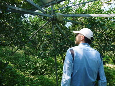 究極の柑橘『せとか』 令和3年度の収穫に向け、着果後の成長の様子を現地取材 してきました!_a0254656_19355373.jpg
