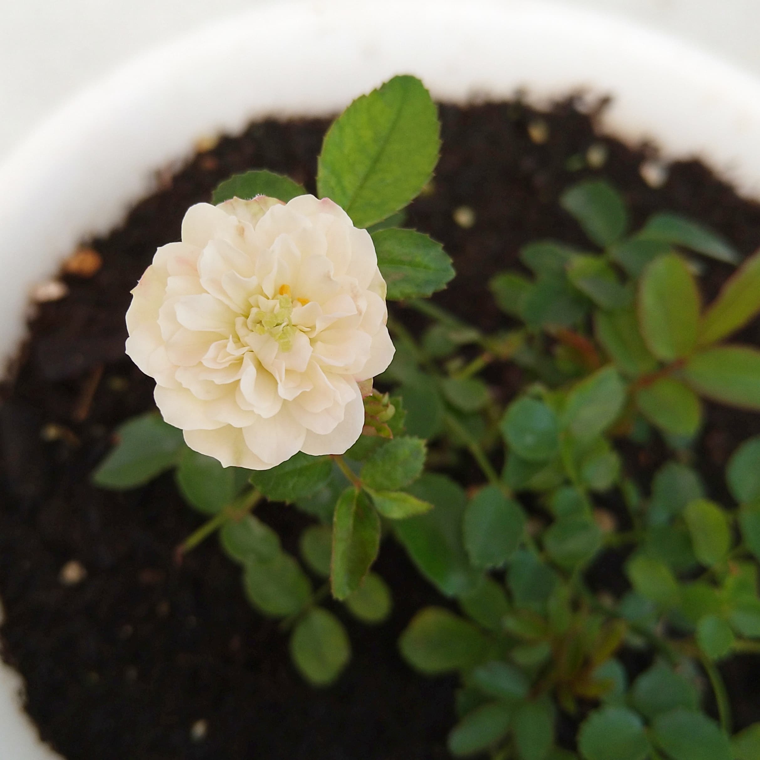 グリーンアイス 薔薇の花 台風9号 私の暮らし 私のおうち 2 グリーンアイス 薔薇の花 台風9号 私の暮らし 私のおうち 2