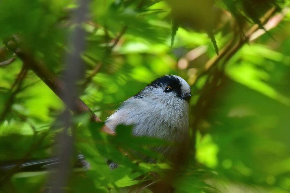 いつも可愛い......エナガ_f0400360_21493115.jpg