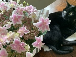 紫陽花「金平糖」_e0358096_19065406.jpeg