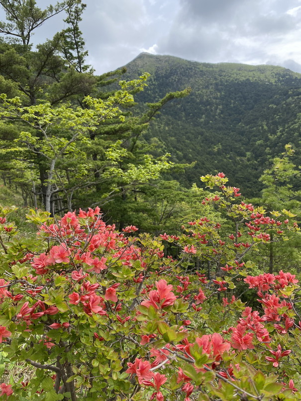 2021年6月 『花の日高アポイ岳、最果ての襟裳岬』　June 2021 \"Mt Apoi (Hidaka) in Flowers & Cape Erimo\"_c0219616_12135725.jpg