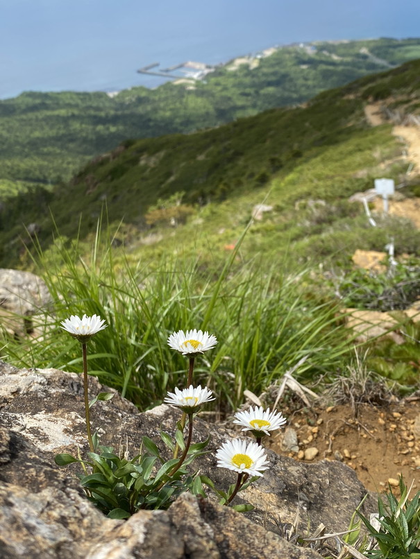 2021年6月 『花の日高アポイ岳、最果ての襟裳岬』　June 2021 \"Mt Apoi (Hidaka) in Flowers & Cape Erimo\"_c0219616_12135862.jpg