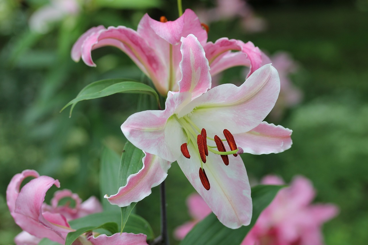 万葉集その八百四十八（夏の花々3） : 万葉集遊楽