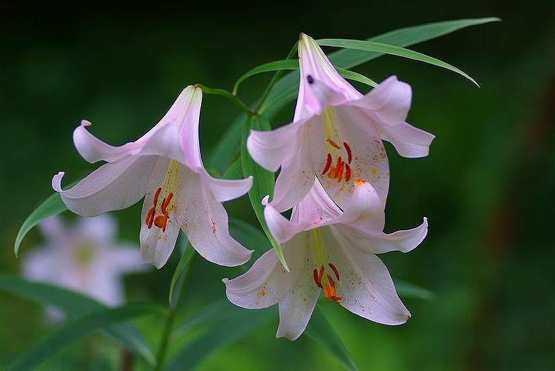 万葉集その八百四十八（夏の花々3） : 万葉集遊楽