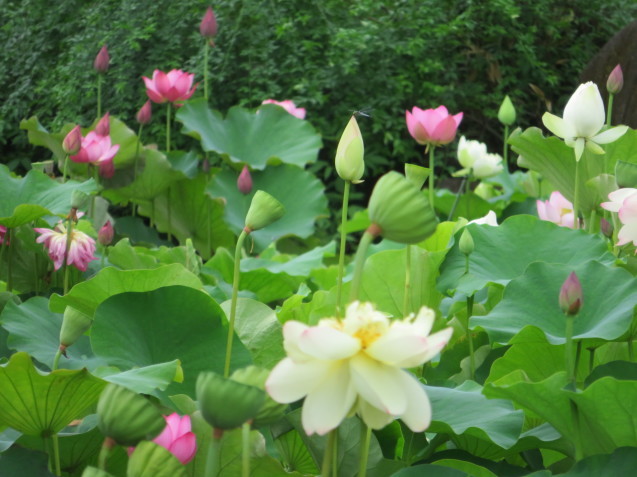 見頃は今 ハスとスイレン みずの森 琵琶湖畔 つれづれ花暦