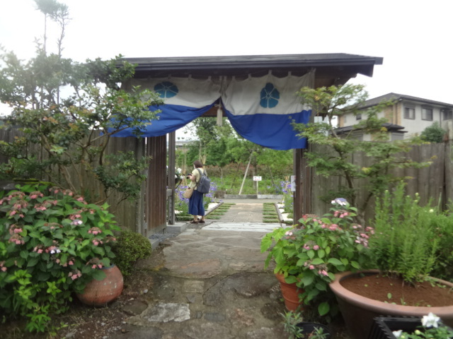 京都府 亀岡「ききょうの里」_a0394046_10003561.jpg