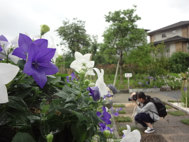 京都府 亀岡「ききょうの里」_a0394046_10062918.jpg