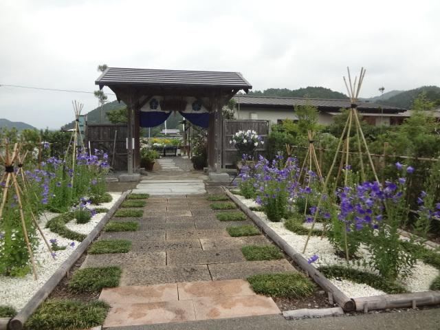 京都府 亀岡「ききょうの里」_a0394046_10091138.jpg