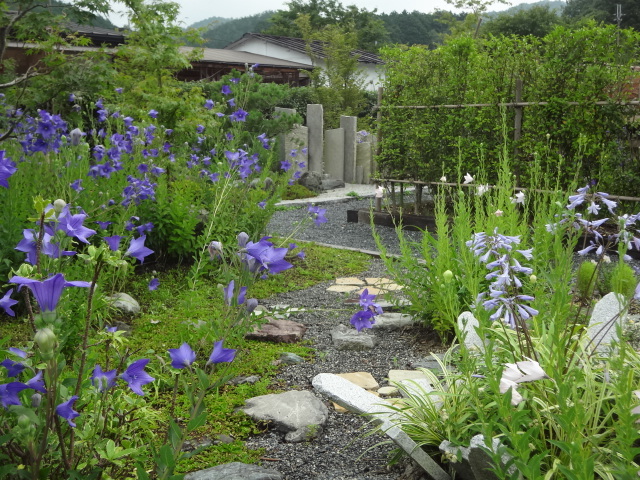 京都府 亀岡「ききょうの里」_a0394046_10093247.jpg