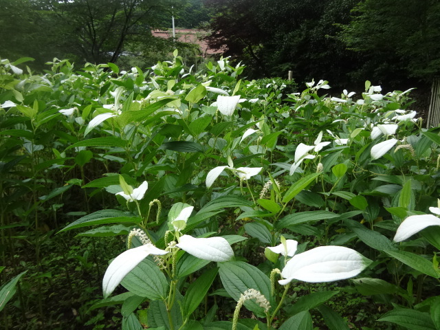 京都府 亀岡「ききょうの里」_a0394046_10224931.jpg