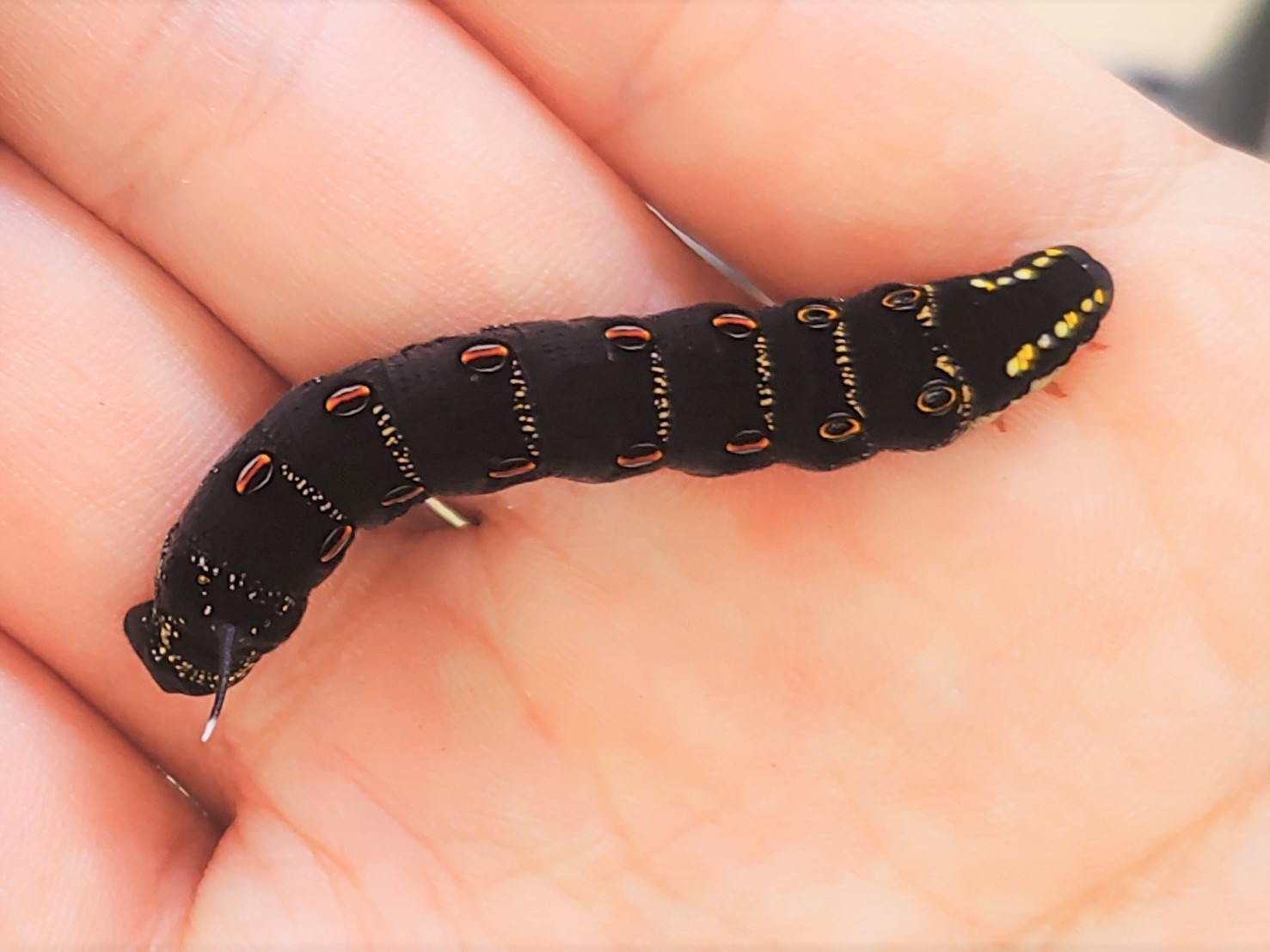 最近のかわせみの里のイモムシ事情 : 水元かわせみの里水辺のふれあい