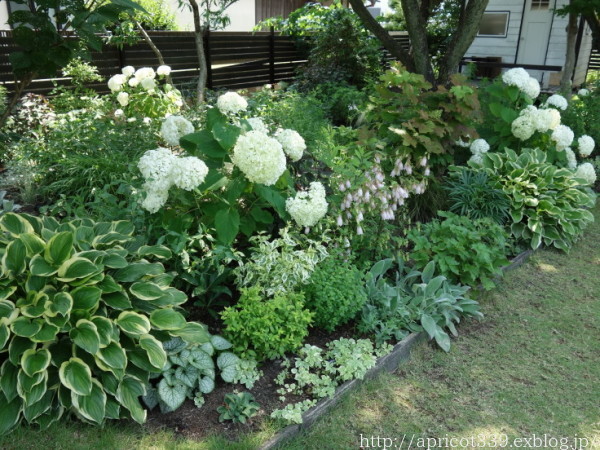 低木と宿根草の植栽スペース 2021年前半のBEFORE→AFTER_c0293787_13491242.jpg