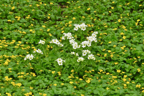 乗鞍岳 畳平のお花たちが開花しています〜*\\(^o^)/*_a0353718_11031332.jpg