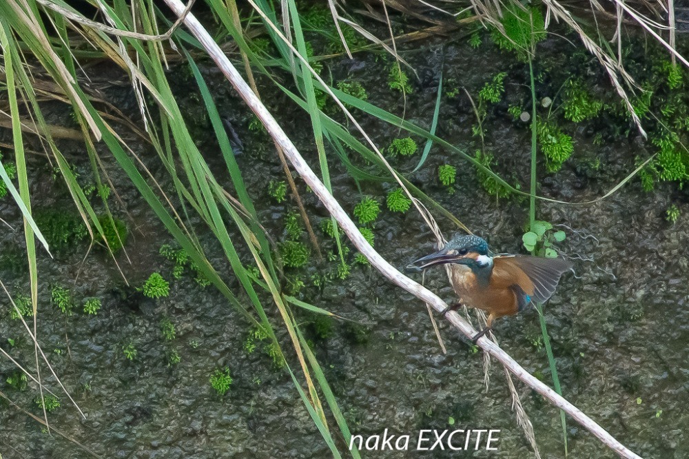 困ったものだ　（2021/07/08　　曇り・雨）_f0281533_14124734.jpg