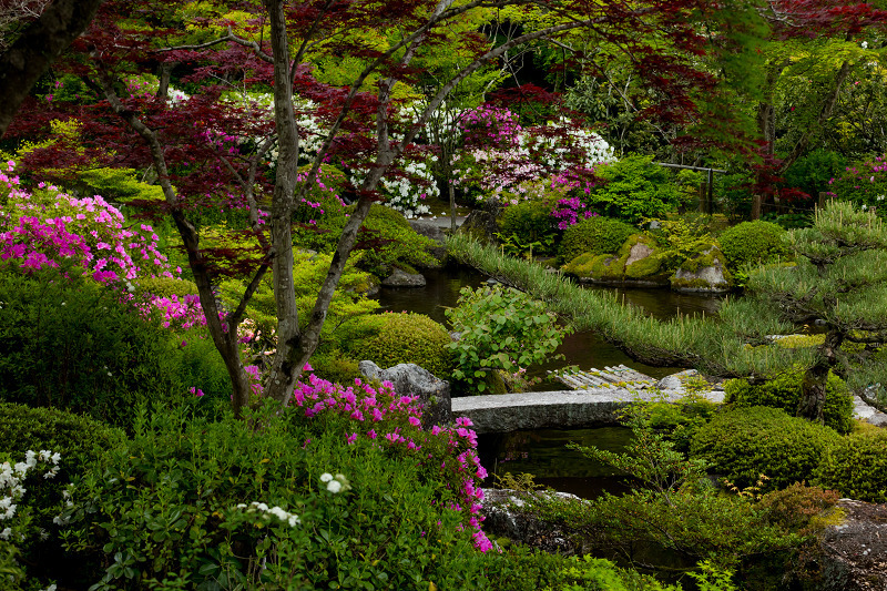 三室戸寺のツツジ_f0155048_22372749.jpg