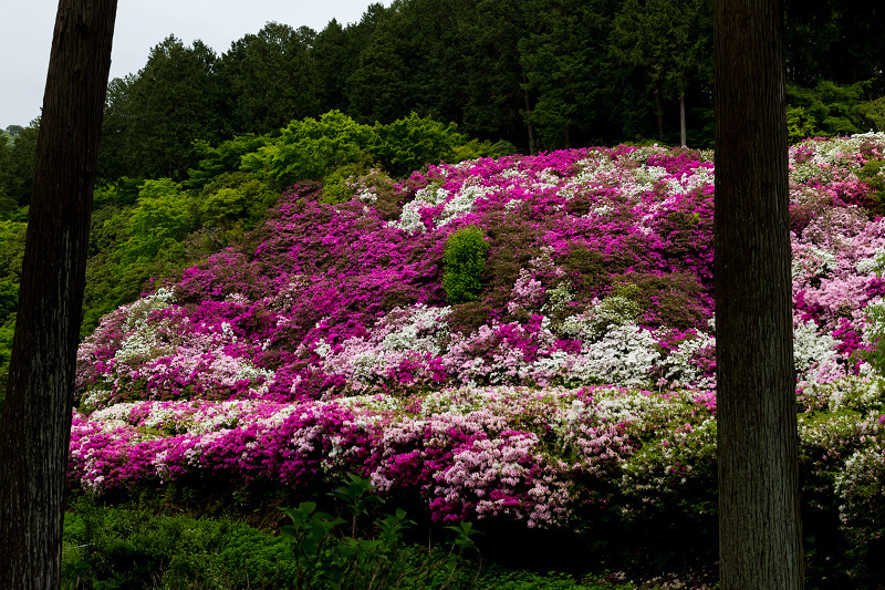 三室戸寺のツツジ_f0155048_22382076.jpg