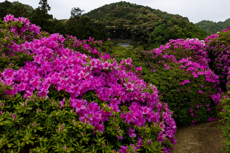 三室戸寺のツツジ_f0155048_22392101.jpg