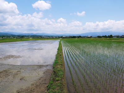 砂田のこだわりれんげ米　田植えの様子(2021)前編　今年も頑固おやじのこだわりの土作りを継承し育てます _a0254656_15161663.jpg