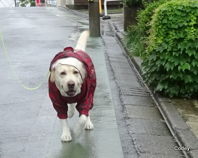 雨続きで・・懐かしの・・_e0364056_23533028.jpg