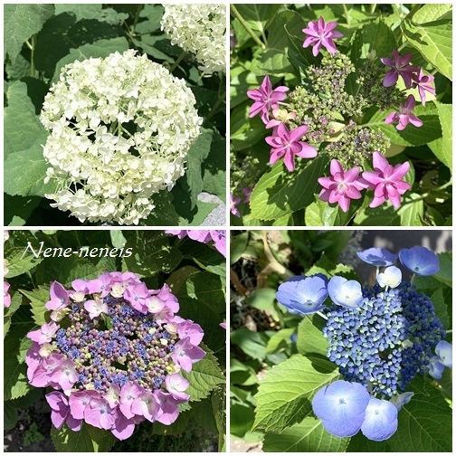 コケコッコー花 今日は何をする コケコッコー花 今日は何をする