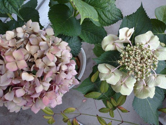 七変化 紫陽花 21年7月8日 すまいらー山日記
