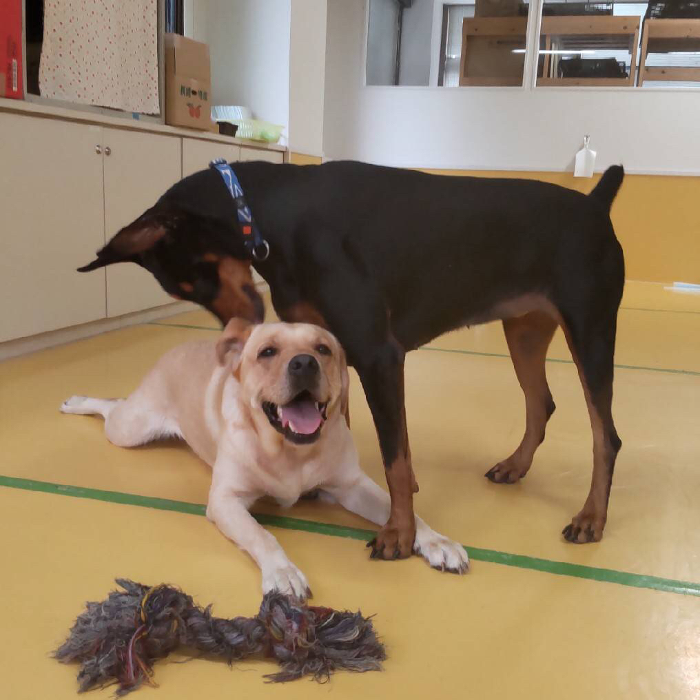 仲良しわんこ🐶_f0357682_22415502.jpg