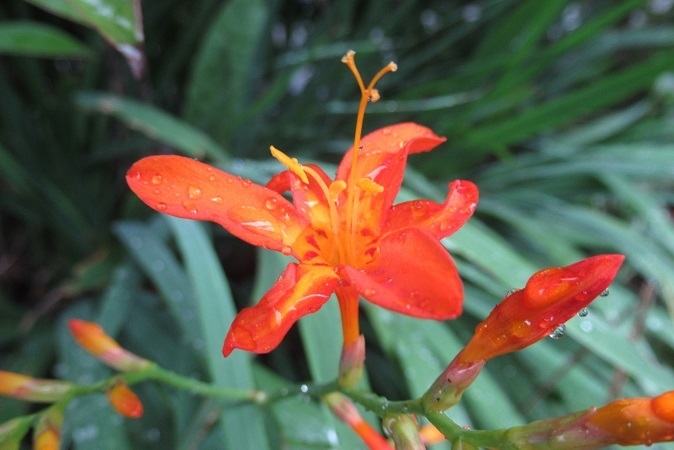 ヒオウギズイセン Teione Blog 平山 貞一