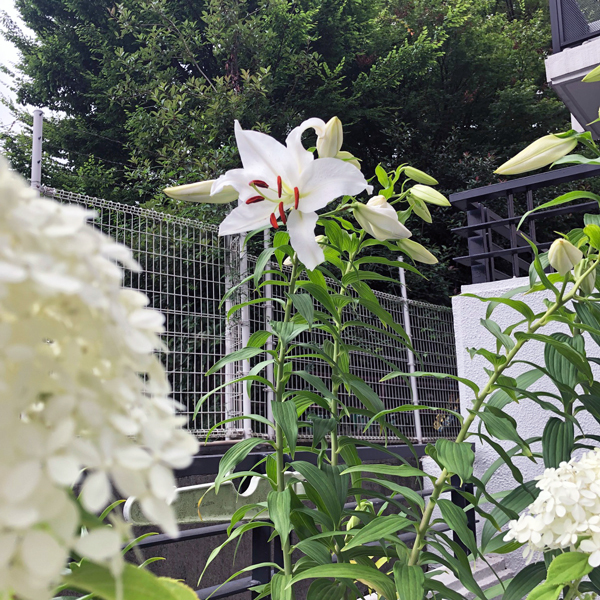 カサブランカが咲きました　7月のテラス園芸_c0134902_18343802.jpg