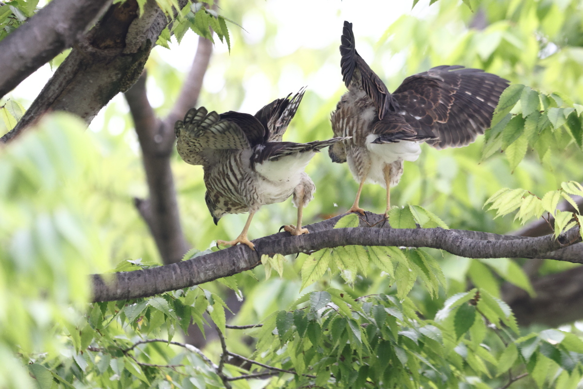ツミ 幼鳥の巣立ち ③ もう1羽_f0369315_13481756.jpg