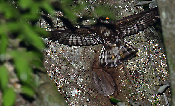 静寂 漆黒の闇に微かな 鳴き声 呼びかけ 悠久の森の輪郭の向こうは 夕刻 の 四季彩 原風景への旅 日本には二十四の季節がある 静寂 漆黒の闇に微かな 鳴き声 呼びかけ 悠久の森の輪郭の向こうは 夕刻 の 四季彩 原風景への旅 日本には二十四の季節がある