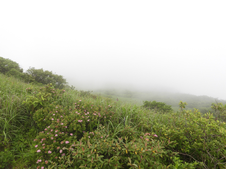 7月2日の三瓶山②_f0214649_09083319.jpg