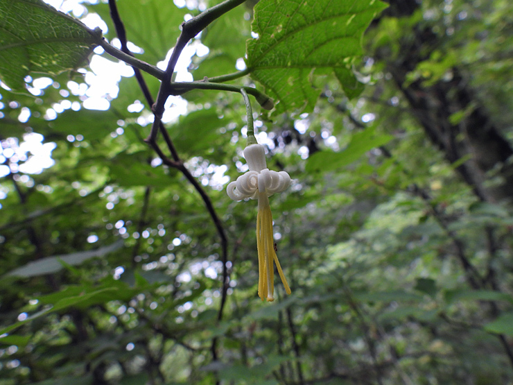 7月2日の三瓶山③_f0214649_14521689.jpg