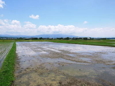 砂田のこだわりれんげ米 田植えの様子(2021)後編 れんげを鋤き込んだ土の田んぼに田植えです!_a0254656_18121412.jpg