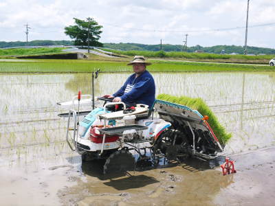 砂田のこだわりれんげ米 田植えの様子(2021)後編 れんげを鋤き込んだ土の田んぼに田植えです!_a0254656_18245361.jpg