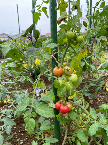 ゆるひ農園のお野菜たち♪_f0291062_22290161.jpg