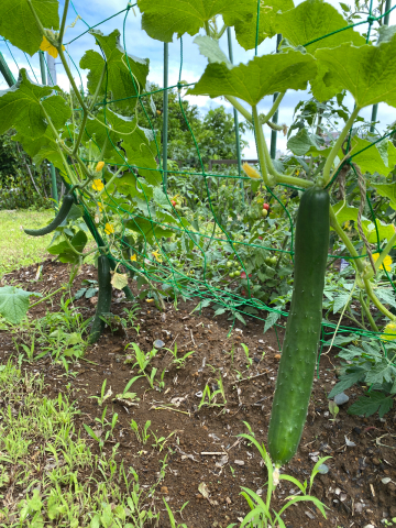 ゆるひ農園のお野菜たち♪_f0291062_22325329.jpg