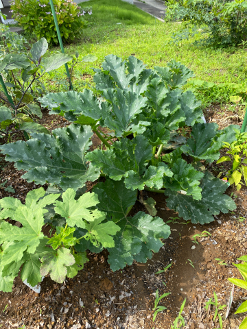 ゆるひ農園のお野菜たち♪_f0291062_22325916.jpg