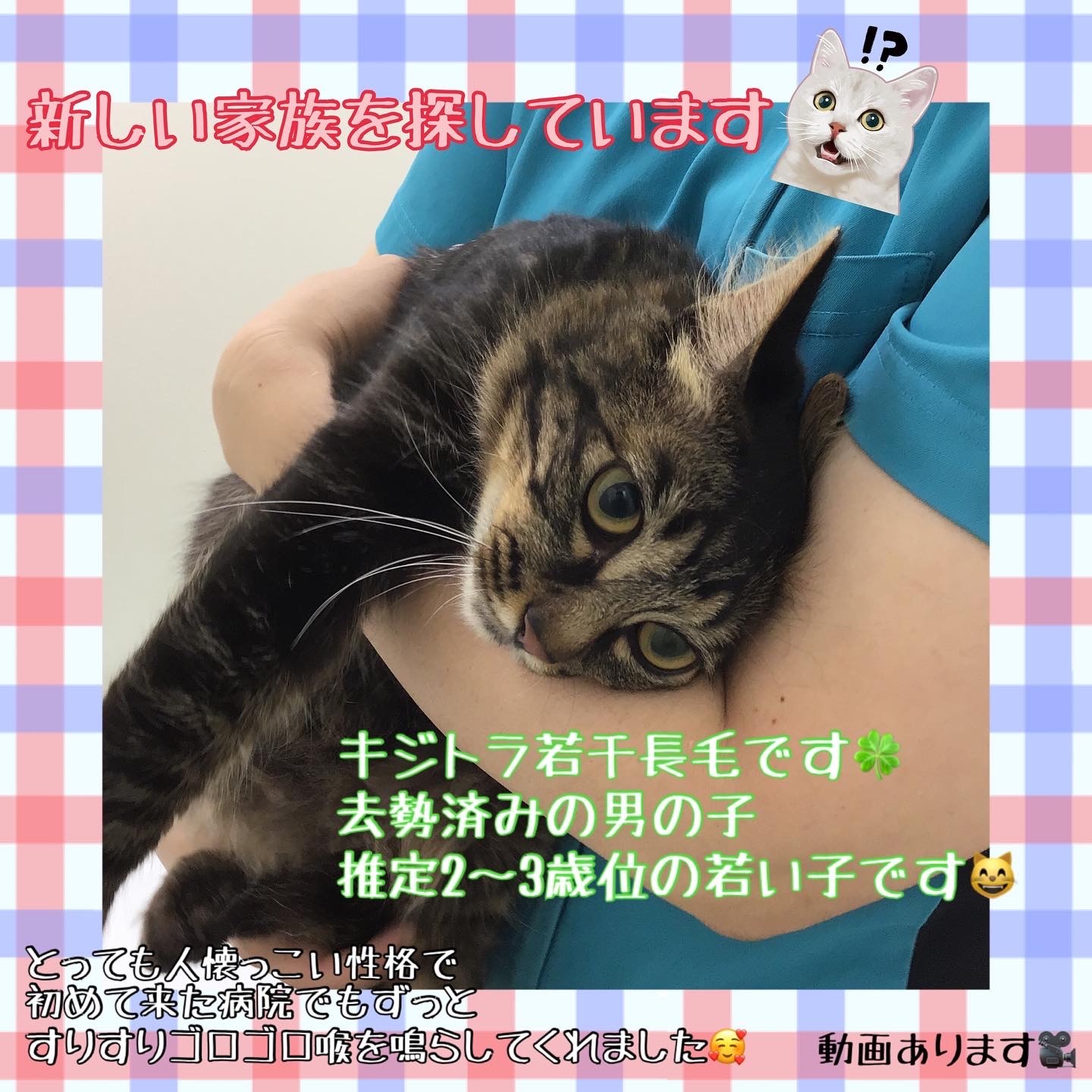 新しい家族を探しています✨_c0138175_17500781.jpeg