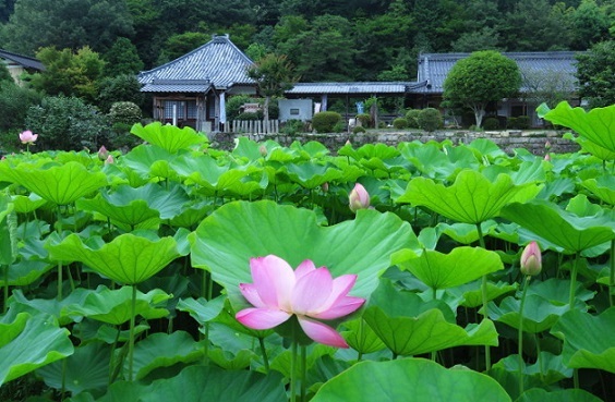 睡蓮 スイレン と蓮 ハス の違い プーのママ 日々是好日