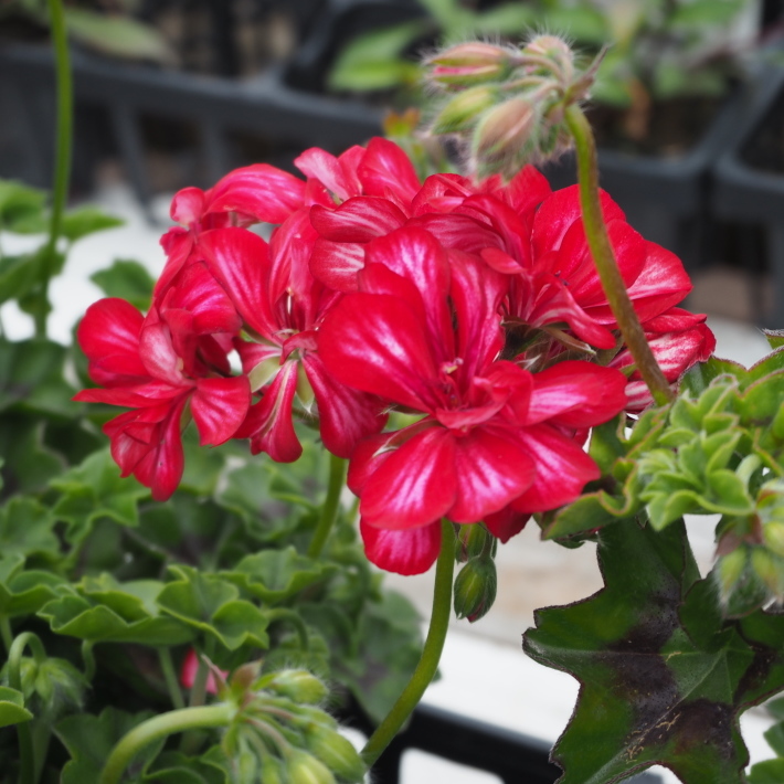 アイビーゼラニウム フォーカス Sola Og Planta ハーブを育てながら