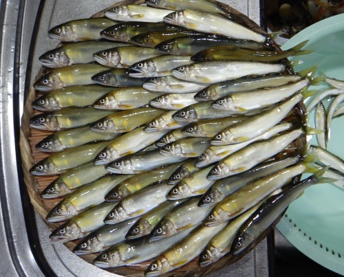 渓流竿を使った鮎毛ばり釣り ドブ釣り の仕掛け 鮎毛鉤釣りの旅