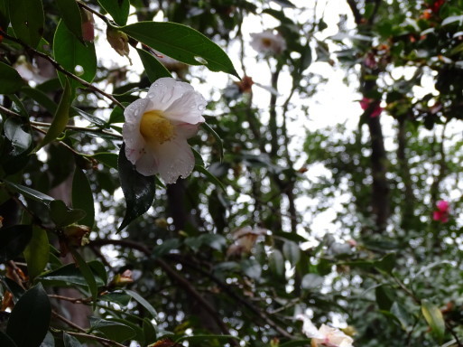 京都府立植物園の森を　壊さないでほしい。_b0159780_17045229.jpg