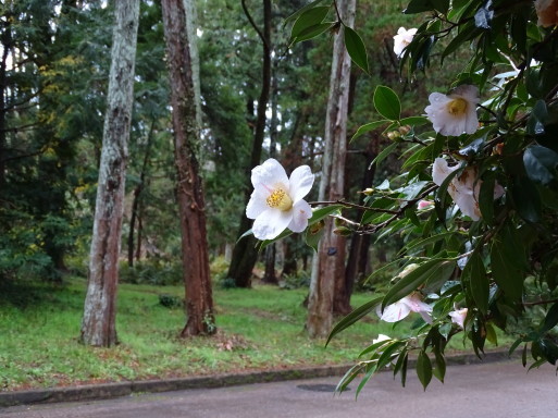 京都府立植物園の森を　壊さないでほしい。_b0159780_17061777.jpg