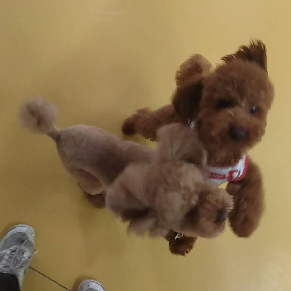 トイプードルコンビ🐶🐶_f0357682_01173231.jpg