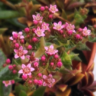 多肉植物 筑羽根 に可愛いピンクの花が咲きました 健気に育つ植物たち 多肉植物 筑羽根 に可愛いピンクの花が咲きました 健気に育つ植物たち